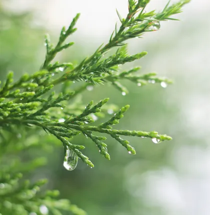 Wet Garden