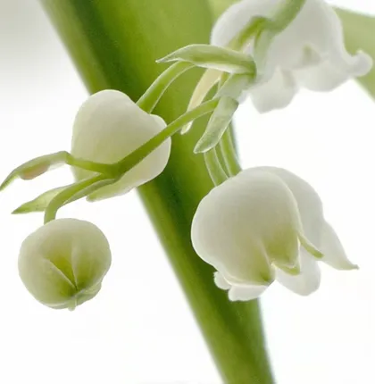 English Pear & Freesia S