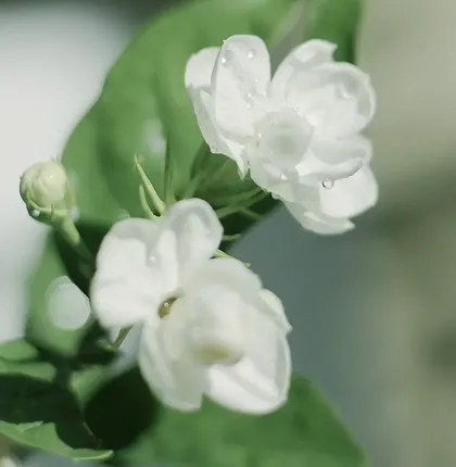 Classic Gardenia S