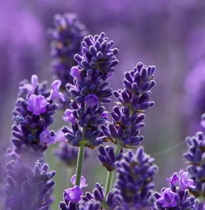 Lavender Oil