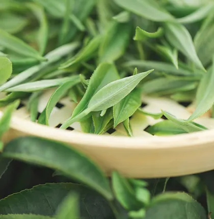 Fresh White Tea
