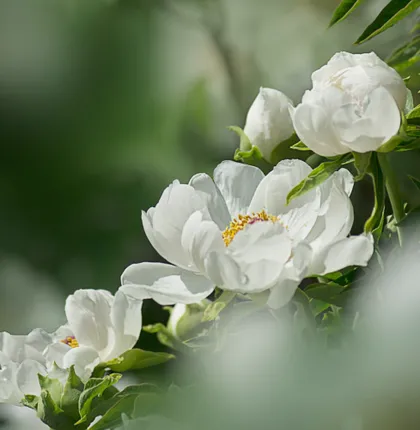 White Musk