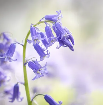 Blue Wind Chimes